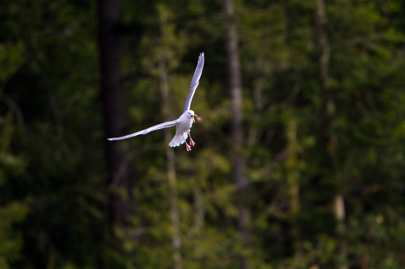 Gull With Clam